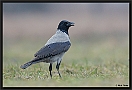 Bonte Kraai, Hooded Crow, Corvus cornix Location: Hungary bonte kraai D2 7834 kopie